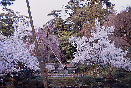 GALLERY 8. Sakura